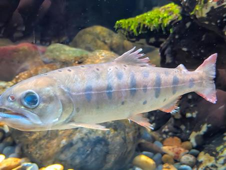 ヤマメ ヤマメ 魚,ヤマメ,川の写真素材