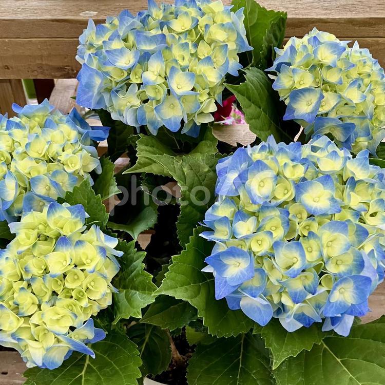 花★紫陽花（アジサイ・あじさい） 紫陽花,あじさい,アジサイの写真素材