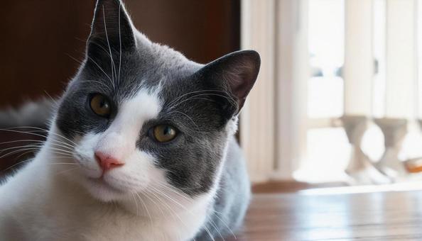 猫 室内 猫 室内の写真