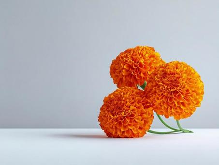 白背景とマリーゴールド 白背景とマリーゴールドの写真