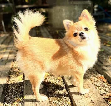 チワワ 犬,チワワ,ドッグの写真素材