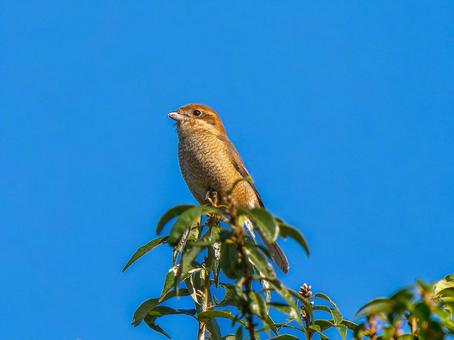 枝にとまるモズ モズ,百舌鳥,野鳥の写真素材
