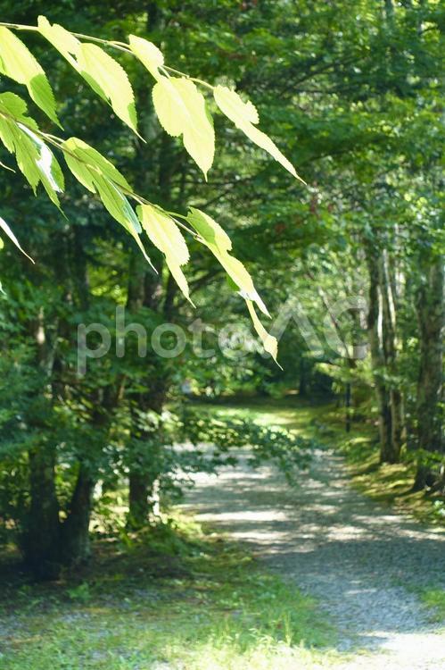 森の小径の木洩れ日 葉,木漏れ日,夏の写真素材