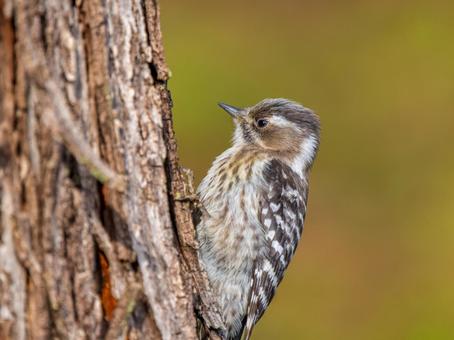 木にとまるコゲラ・キツツキ 木にとまるコゲラ・キツツキ コゲラ,キツツキ,野鳥の写真素材