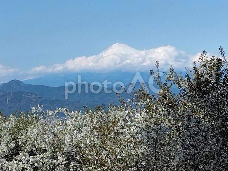 桜の花の向こうに見える春の富士山 富士山,桜,白い桜の写真素材