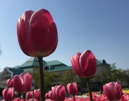 新潟ふるさと村　チューリップ祭りの写真
