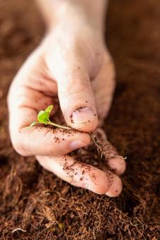 草を抜く手 草を抜く手の写真