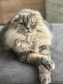 くつろぐ猫の写真