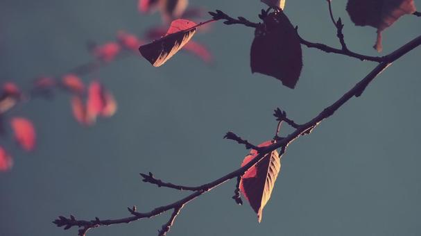 深まる秋、紅葉が哀愁告げる 深まる秋、紅葉が哀愁告げる 秋,10月,11月の写真素材