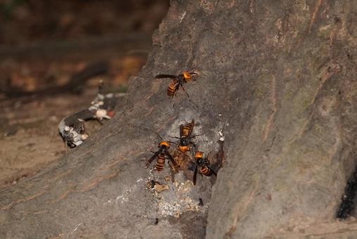 樹液に集まるオオスズメバチの写真