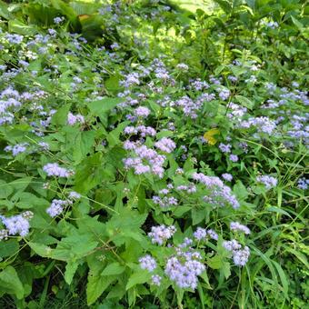 薄紫のアゲラタムが一面に咲く風景 アゲラタム,薄紫,花畑の写真素材