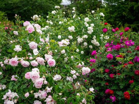 群生している小さな薔薇 群生している小さな薔薇 バラ,薔薇,ローズの写真素材