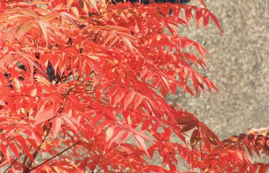 ハゼの葉の真っ赤な紅葉の写真