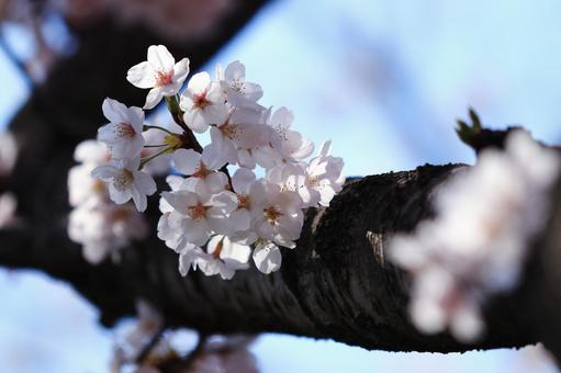 Language Of Flowers #97 花,マクロレンズ,ヒーリングの写真素材