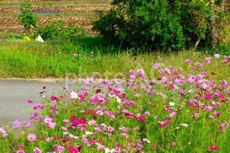 コスモス畑と田舎の風景 コスモス,コスモス畑,花畑の写真素材