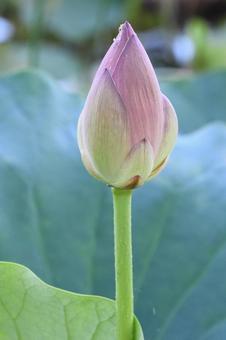 つぼみ つぼみ,蓮,ピンクの写真素材