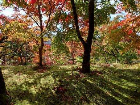木漏れ日 紅葉 木漏れ日 紅葉 木漏れ日,紅葉,京都の写真素材