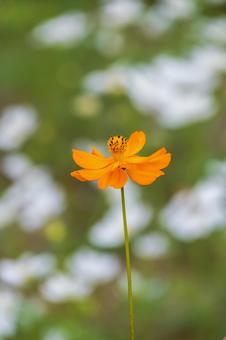 ふんわり背景に咲くキバナコスモス キバナコスモス,コスモス,花の写真素材