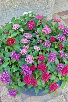 Photo, pentas, flower, colorful, 