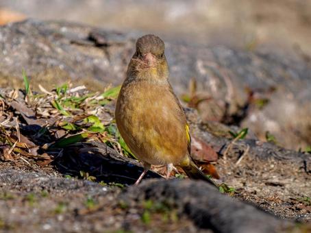 地面を歩くカワラヒワ 地面を歩くカワラヒワの写真