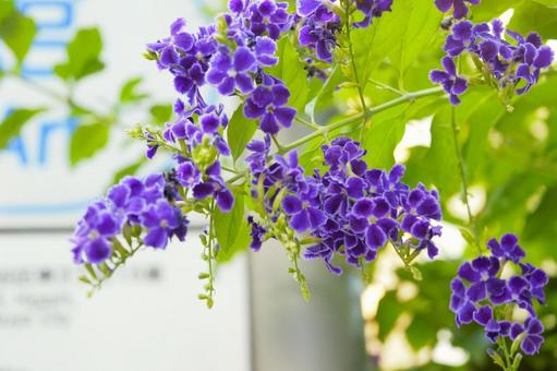 デュランタの紫色の花 デュランタの紫色の花 デュランタ,ハリマツリ,タイワンレンギョウの写真素材