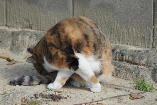 ねこ ねこ にゃんこ,可愛い,野良猫の写真素材