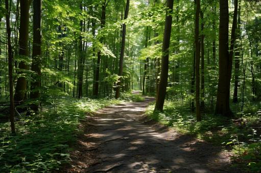 木漏れ日あふれる夏の森の小道 木漏れ日あふれる夏の森の小道の写真