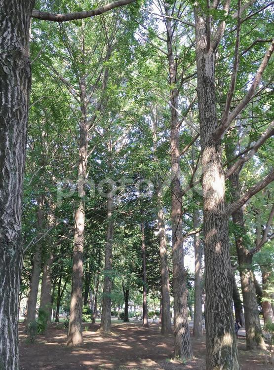 公園の風景５ 公園,風景,自然の写真素材