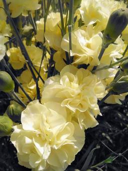 温室栽培のカーネーション 温室栽培のカーネーション 母の日,カーネーション,花の写真素材