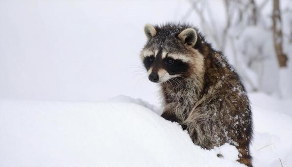 雪の中のたぬき 雪の中のたぬきの写真