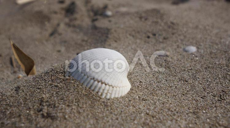 貝殻と砂浜 貝,貝殻,砂浜の写真素材