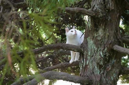 木の上のシロキジ猫 ネコ,保護猫,猫の写真素材