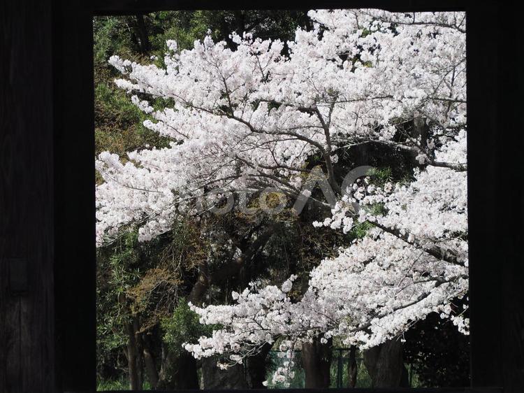 額縁の中のさくら 桜,さくら,サクラの写真素材