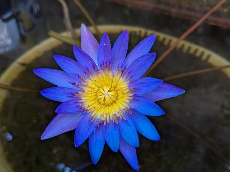 スイレン 水草 植物 スイレン 水草 植物の写真