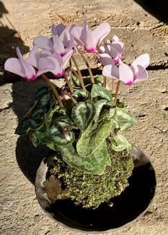 花★苔玉＆シクラメン（こけだま） こけだま,シクラメン,苔玉の写真素材