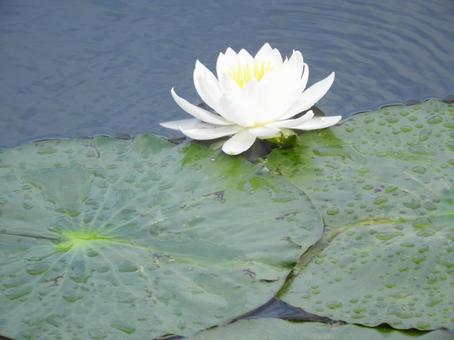 蓮の花 蓮の花の写真