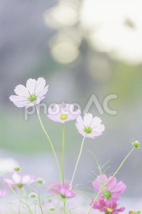 コスモス コスモス,ふんわり,秋の写真素材