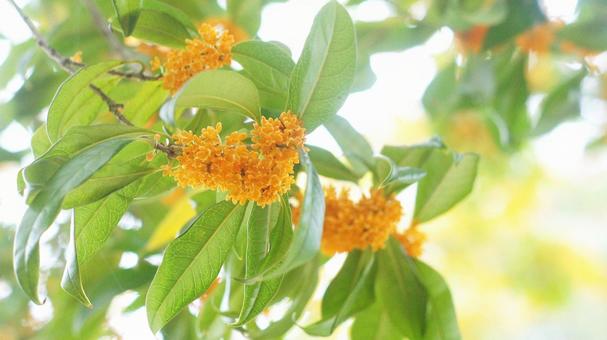 キンモクセイ-226の写真