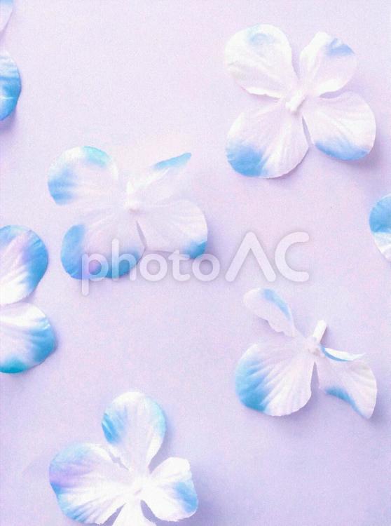アジサイの花の背景素材 背景,アジサイ,薄紫の写真素材