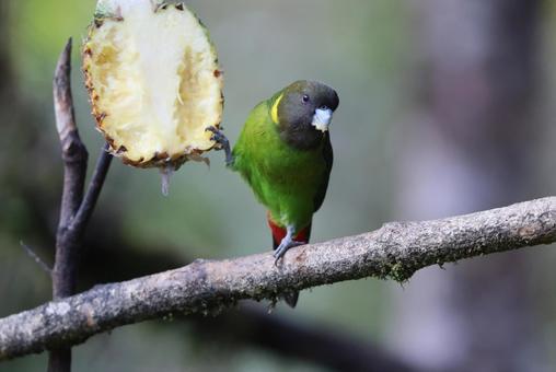 キクビワインコ キクビワインコ,野鳥,小鳥の写真素材