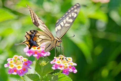 ランタナの蜜を吸うキアゲハ ランタナの蜜を吸うキアゲハ キアゲハ,アゲハ,アゲハ蝶の写真素材