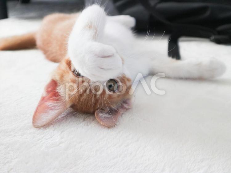 あざといねこさん ペット,動物,もふもふの写真素材