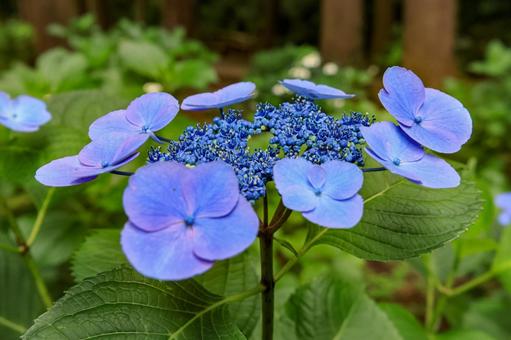 Hydrangea, JPG