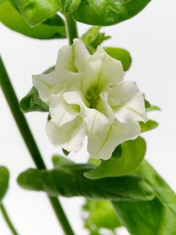 切り花用のペチュニアの花 花,ペチュニア,植物の写真素材