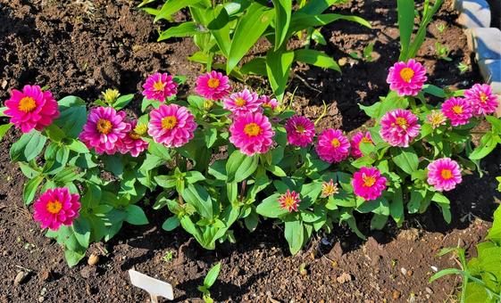 ピンクの花 ピンクの花の写真