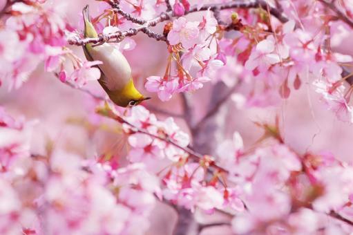 満開の桜と可愛いメジロ 満開の桜と可愛いメジロの写真