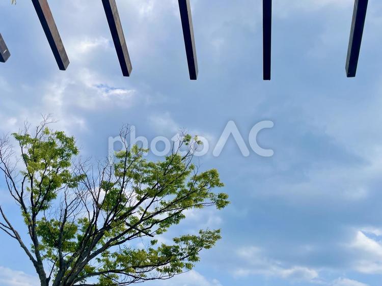 緑の木と雲のある空 木,緑,空の写真素材