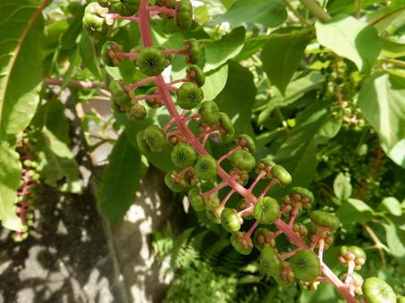 【植物写真】ヨウシュヤマゴボウ 【植物写真】ヨウシュヤマゴボウの写真