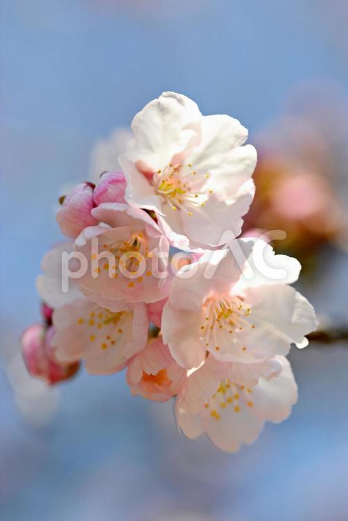 春のスタート　寒桜 桜,さくら,サクラの写真素材