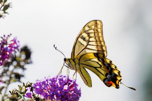 Photo, summer, butterfly, a whip, 